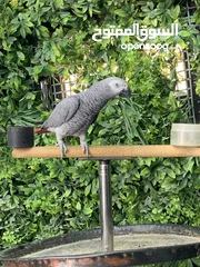 5 ببغاء كاسكو
