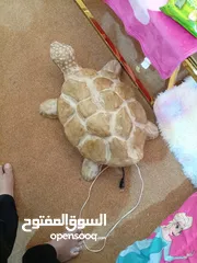  5 سلحفاة حدائق مضيئه للبيع