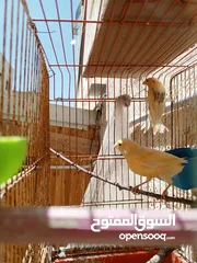  2 إناثي كنار جاهزات للبيع