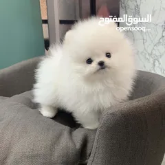  4 teacup pomeranian puppies