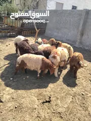 6 خرفان وعبور