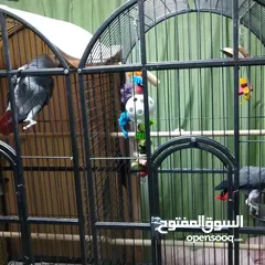  1 well trained parrots