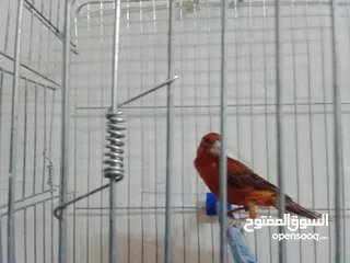 4 حمام مخملي