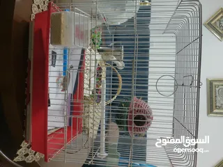  1 قفص طيور 3 معالف