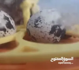  4 فقاسة بيض حجم صغير