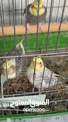  3 ‏طائر كوكتيل لعوب وأليف جداً