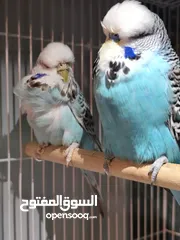  4 للبيع جوز انغلش حجم حلو