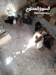  5 ارانب هجين خمس امهات وذكر مع مواليد منهم على وجه شغل العدد كامل خمسين