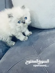  4 قطط كيتن بيكي فيس