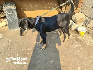  3 السلام عليكم ..كلب روت وايلر  مع دفتر لقاحات غير كامل بغداد الرشاد ..