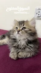  2 كتن ذكر عمره شهرين نظيف وهادي وبحب يلعب