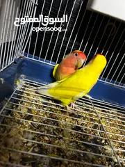  9 جوز روز لاتينو عين حمرة تحتهم اربع بيضات مع قفص ثلث معالف جديد وكوخ كبير جديد