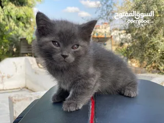  6 مكس الام بريتش الأب سكوتش