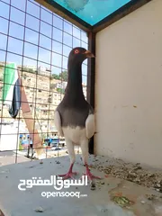  17 جواز يهودي نخب شغال عين بيضه رقبه شبر جاهزات وجوز سلافر يهودي اصفر رقبه شبر
