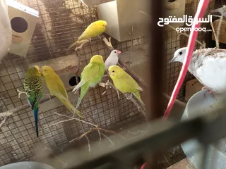  8 مطير عصافير للبيع