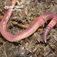  1 دود فيرمي كومبوست خليط بين دود الريدويجلر ودود التايجر وورم