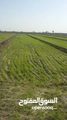  3 ارض زراعية للبيع ( سعر مناسب ) في الحلة بابل منطقة المحاويل جة الخط السريع الدولي