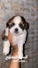  1 Shitzoo puppy