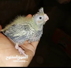  3 فراخ كوكتيل للزق اليدوي