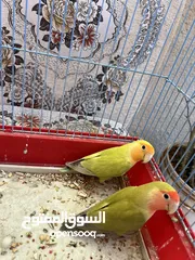  1 جوز روز بلدي حبة كبيرة