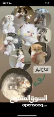  4 ذكور بيرشن للتزاوج