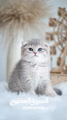  22 Scottish Fold AY Blue Rose Gold kittens