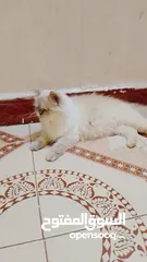  2 قطه للبيع اليفه شيرازي