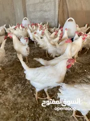  2 اللهم صل على سيدنا محمد..   متوفر 830فرخ جاج بياض  معروف في غزارة البيض العمر 3شهور يعني 40يوم وبفتح