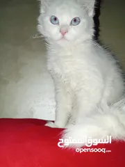  7 كتن كتنز بيبي  قطه شيرازي و قط شنشيلا ابيض ناصع و عيون زرق  شبه تبني للتبني بسعر رمزي