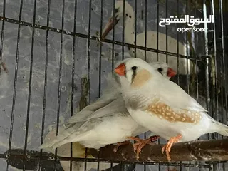  3 طيور محميه كوكتيل  حمام ملكي  طيور حب  فناجس