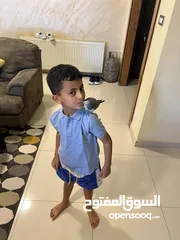  1 ببغاء الراهب كوكير