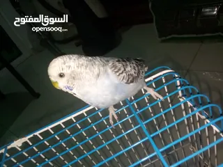  7 طيور حب للبيع جوز