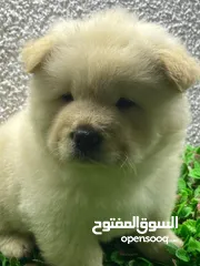  3 Chow Chow puppies