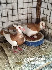  5 جوزين سكندراني شغالات ومكفولات