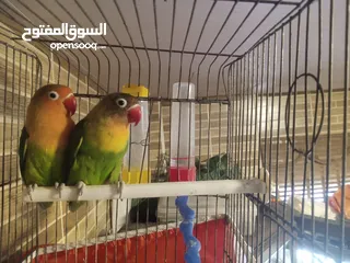  1 جوز ببغاء فيشر للبيع مستعجل وبسعر خرافي بمناسبه عيد الأضحى الذكر بحكي كلمه توتو وبطلع على الايد