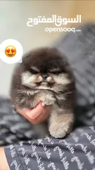  28 بومرينين مني بيور دم صافي احجام صغيره أعلى المستويات