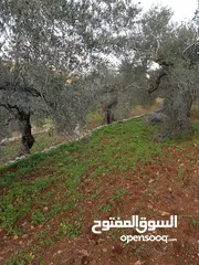  1 أرض تصنيف أ زيتون