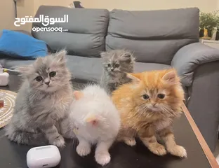 5 Cute Persian kittens
