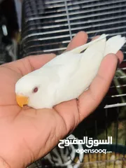  4 جوز روز البينو بيور ابيض صافي حاليا تحتو فرخ 3 بيضات