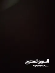  1 مطلوب كلب للتبني