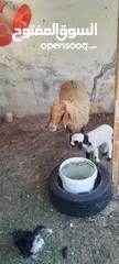  6 نعجه للبيع وراها عبود عمان جاوا