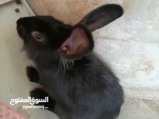  14 ارانب  lion head ذكور نوعهم راس الاسد Rabbits