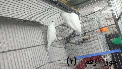  6 كوم كوكتيل و روز (ببغاوات)