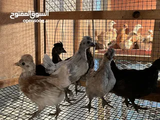  1 صيصان حبحب كويتي