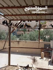  5 بسم الله الرحمن الرحيم متاح جواز بناديك اسود زائد بناديك ابيض زائد زائد كشامره كاملات كله مع بعض