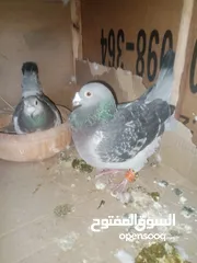  2 حمام للبيع مع قن واحد سعر من آخر