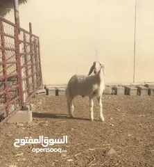  2 كبش نجدي العمر ثلاث شهور