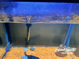  1 Fish tank for sale