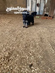  1 جراو جيرمن مستوى عالي وحبات بتجنن 35 يوم