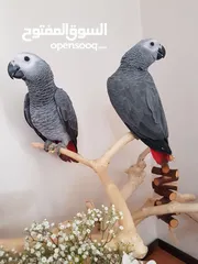  1 WHATSAPP 052.763.8320 AFRICAN GREY PARROTS FOR ADOPTION